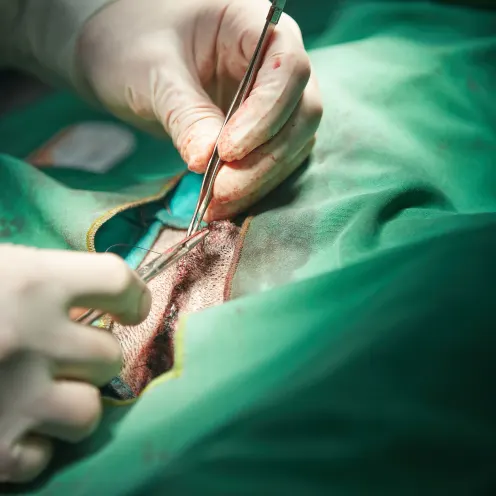 A Close Up Image of a Doctor doing a Dog Surgery
